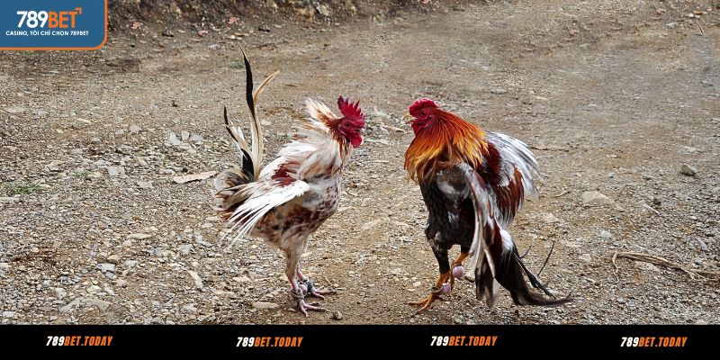 Bí quyết xem và cá cược trực tiếp đá gà Thomo 789BET
