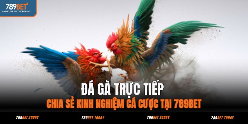 đá gà trực tiếp