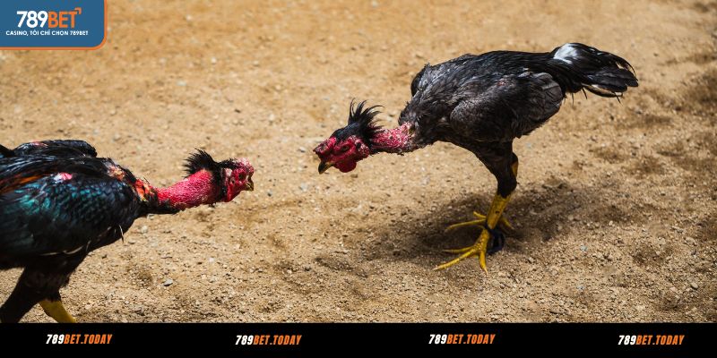 Giới thiệu đá gà Thomo 789BET