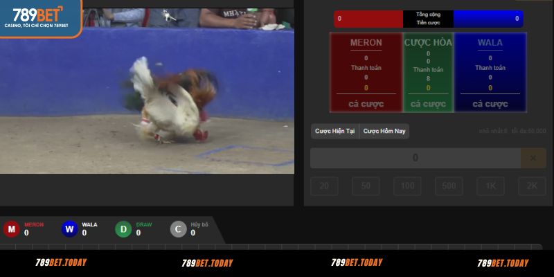 Quan sát trạng thái tinh thần của chiến kê