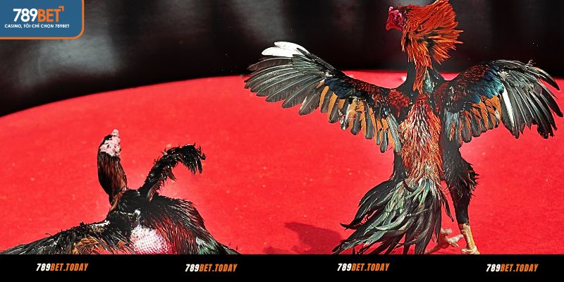 Quy định cần nắm khi xem trực tiếp đá gà Thomo 789BET