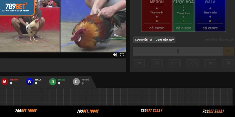 Sử dụng chiến thuật cược đá gà trực tiếp linh hoạt